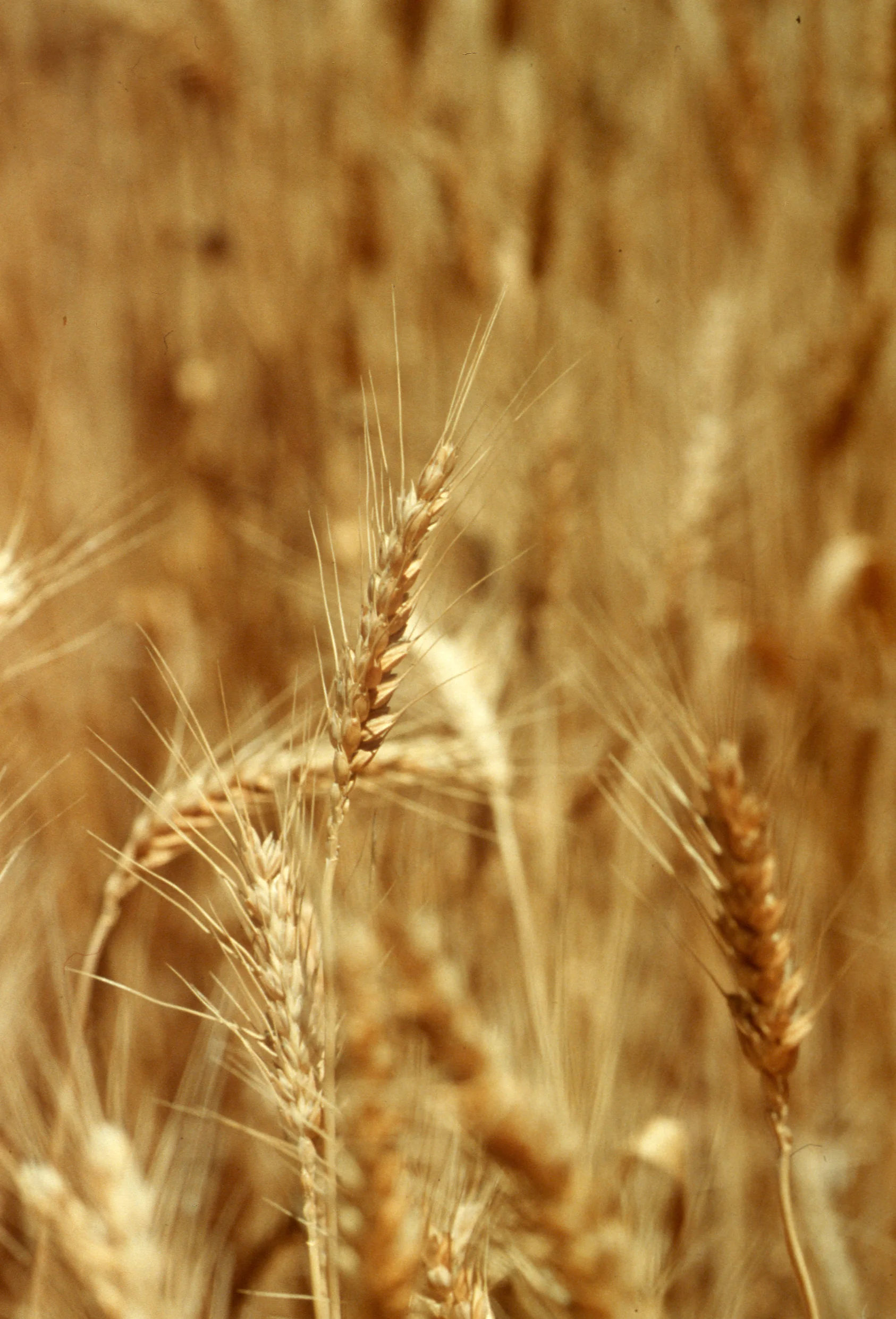 Wheat ears